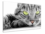 DECLINA Bild Plexi, Druck auf Acrylglas, Wandbild, moderne Dekoration, Dekobild, Plexiglas, Motiv: Katze mit grünen Augen, 80 x 50 cm
