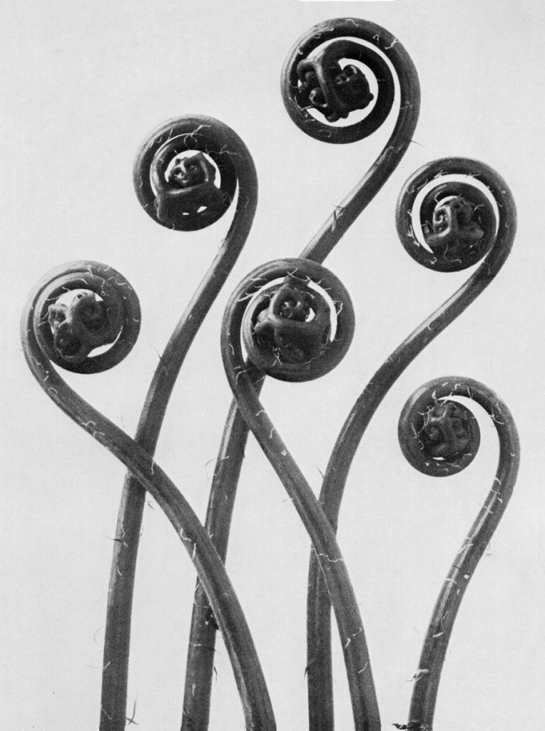 Karl Blossfeldt, Adiantum pedatum: zwei sich entrollende junge Farnwedel