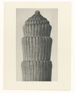 Karl Blossfeldt, Equisetum hiemale: stark vergrößerte Schachtelhalm-Triebe, die wie Säulen wirken