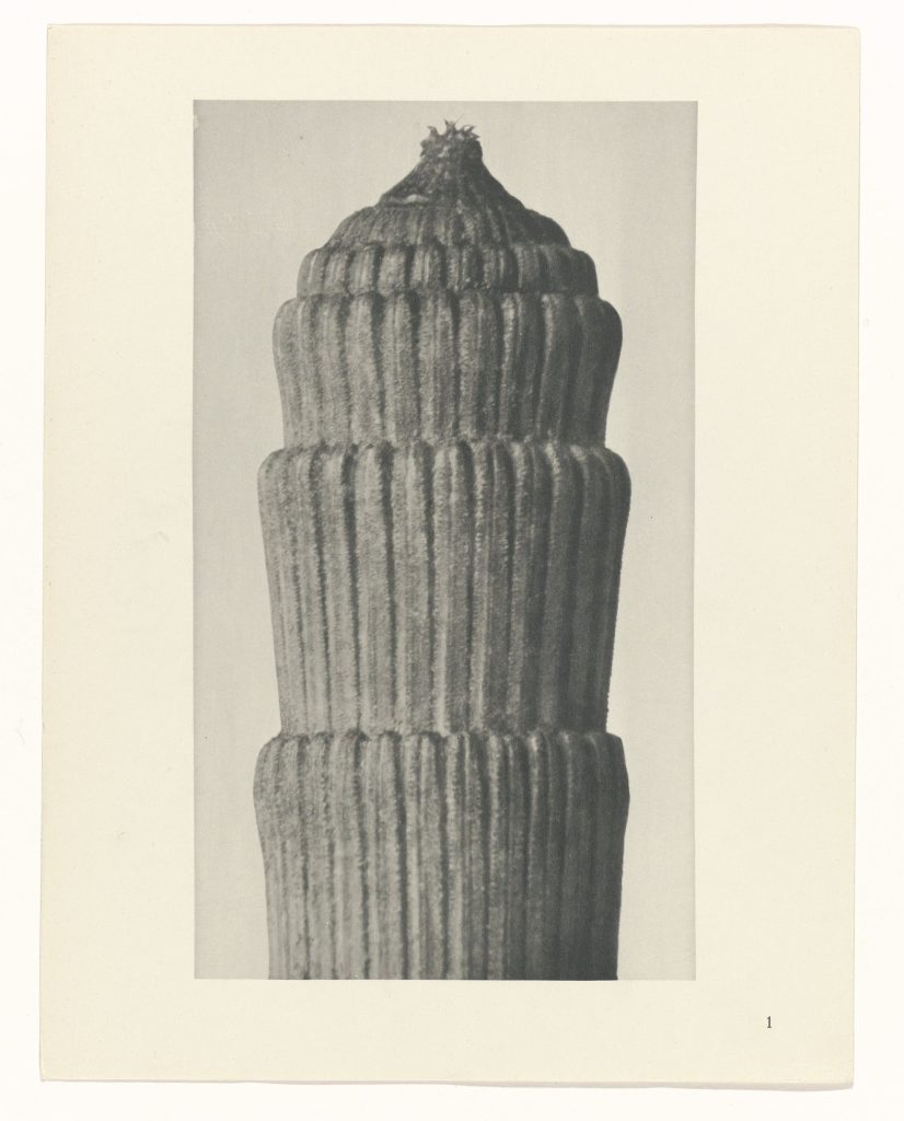 Karl Blossfeldt, Equisetum hiemale: stark vergrößerte Schachtelhalm-Triebe, die wie Säulen wirken